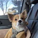 우정 동물병원 | [천안반려동물사진] 강아지 귀여운 증명사진 찍을 수 있는 레드셔터 천안불당점 후기