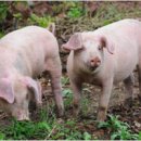 돼지우리 이미지