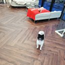 올웨이즈 반려견 미용실 이미지