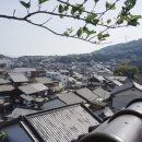 카멜리아 이미지