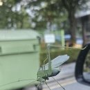 메뚜기, 방아깨비 뭘까요? ㅎㅎ 이미지