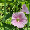 장미원 (산림욕장) 이미지