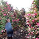 남원읍-13 이미지