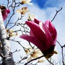 자목련(紫木蓮, Magnolia liliflora, 망춘화, 가지꽃나무, 자옥란紫玉蘭, 자옥련紫玉蓮) 이미지