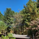 신대청마루 | 원주 한옥카페] 숲속 비밀 아지트 &#39;한옥숲카페&#39;, 쌀쌀해도 대청마루 포기 못해! (소원재 근처, 메뉴/가격)