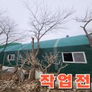 고목나무 | 관리하기 힘든 고목 나무 제거 이웃과의 문제 해결 후기
