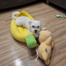 벨르 온수 수영장펜션 이미지