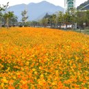 황산문화체육공원 국민여가캠핑장 | 양산 황산문화체육공원 황화코스모스