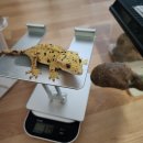 리얼푸드 | 크레스티드게코는 어떻게 밥을 먹을까? 슈퍼푸드 급여 리얼 후기