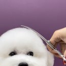 위드미펫살롱 이미지