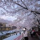 349 | 양재천에서 벚꽃보고 <광그릴349>에서 돼지고기 먹은 후기 (내돈내산)