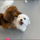 대구애견호텔 애견유치원 모여라솜뭉치 본점 이미지