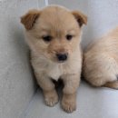 우리두리 이미지