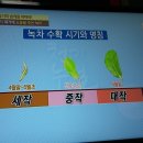 장염.장건강.녹차/천기누설/기치유센터/선수련/기치료/자연요법/대체의학 이미지