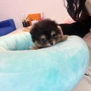 내품안의반려견 은평점 이미지