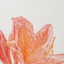 봄맞이 꽃그림 보태니컬 아트 이미지