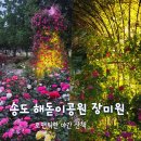 해돋이도서관 | 인천 장미공원 로즈가든 송도 해돋이공원 장미원 야간 산책 후기