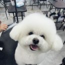 진접애견미용