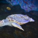 푸른바다거북 이미지