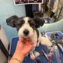 개르띠에 이미지