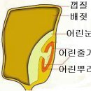 Re:종자 발아.. 이미지