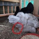 독립부화장 이미지