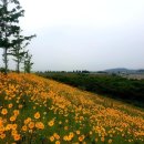 막국수와 금계국 이미지