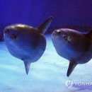 해운대물고기 이미지