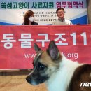 두나펫 코리아 이미지