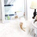 그루밍 플래너 이미지