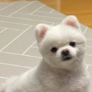 (주)효심로얄 올치올치
