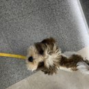 그리다 펫살롱 이미지