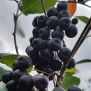 정진석농장 이미지