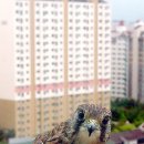 보슈