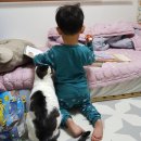 메이플 동물의료센터 이미지