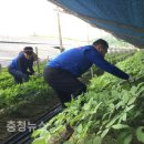 세종인삼