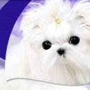 예쁜강쥐 이미지