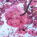 4월의 늦은 꽃손님! 불국사의 겹벚꽃을 아시나요? 이미지