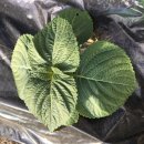 숲속다람쥐펜션 이미지