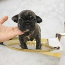 경기도 수원시 팔달구 효원로219번길 46-4 (인계동) 이미지