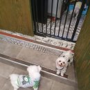 도그 아지트 이미지