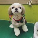 강사모백화점 네이버블로그