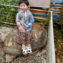 네오 | 아이랑 오키나와 동물원 네오파크 버드쇼 기차 후기