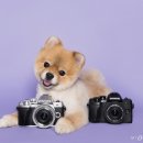 올림푸스 이미지