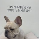 비마인 독 이미지
