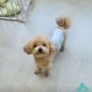 민자옥 | 애견미용사2급 취득 후 1인소자본창업 : 회사 병행하며 자격증 딴 후기 실력이 계속 늘어요