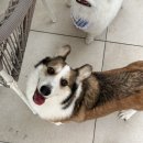 댕크닉 | 전주애견수제간식 아이두아이두 스토어 배송 후기/ 강아지수제간식 택배