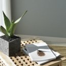 문샤인 카카오 검색결과