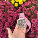 2025년 국제꽃장식대회 | 2025년 대전 제7회 유성 국화마라톤대회 가성비 마라톤 10KM 솔직후기