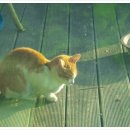 고양이랑놀자 이미지